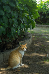 公園の野良猫