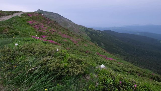 Summer evening cloudy Carpathian Mountains with pink frowers on slope and Pip Ivan mount peak (Chornohora range, Ukraine)