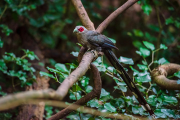 Green billed Malkoha on branch in the forest