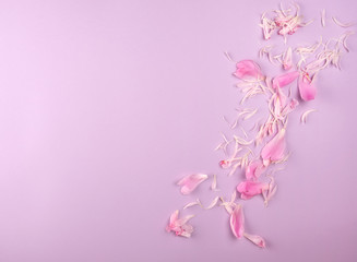 Obraz na płótnie Canvas scattered petals of pink peony