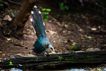 Green billed Malkoha on branch in the forest