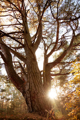 Fototapeta premium Forest - autumn colours and scenery in woodland