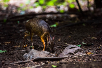 The mouse deer or Chevrotain is smallest deer