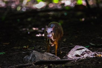 The mouse deer or Chevrotain is smallest deer