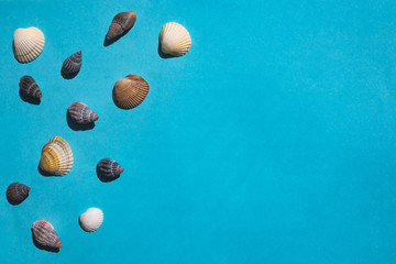 composition of seashells on a blue background