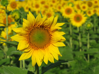 Obraz premium Sunflowers field in sunny day. Picturesque rural landscape in summer, concept for production of sunflower oil