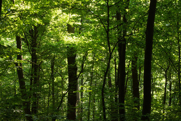 Trees in the forest, sun rays make their way through the foliage