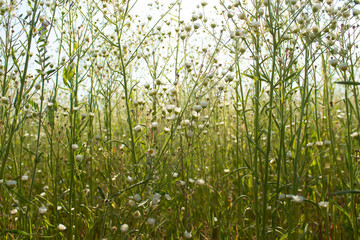 Daisies on the daisy field against the sky in the early summer morning