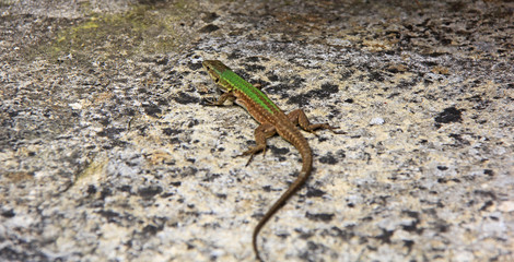 lézard vert