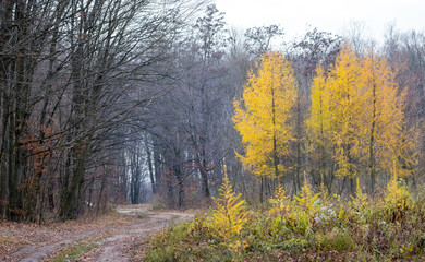 Forest of late autumn with a road and separate trees with yellow leaves_