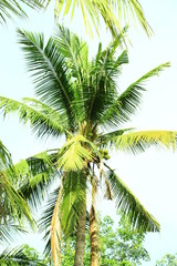 Obraz premium Coconut in the garden