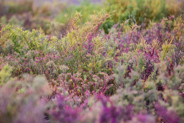 Leaves natural background, Colorful foliage.