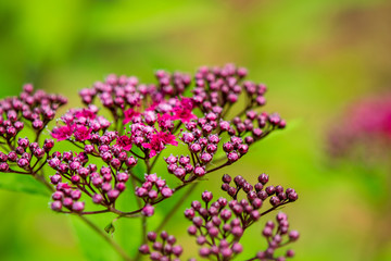 Obraz premium Bright Red/Magenta Spirea, Closeup