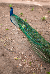 Fototapeta premium Pavo real con cola cerrada