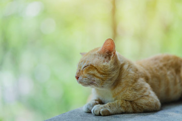A brown cat relax on windowsill in the garden.
