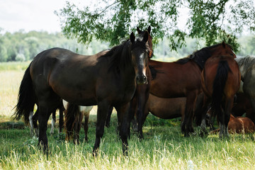 Fototapeta premium Horse relaxing in shade from hot sun and breeze