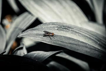 Fototapeten black and white picture of a fly on the lief of a plant © kapichka