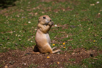Naklejka na ściany i meble the gopher is watching out for somebody