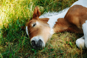 Horse foal lying on green grass. Horse colt in nature. Cute horse foal