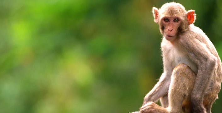 monkey