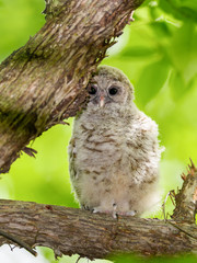 Barred Owl ( Owlet ) Sitting on Tree Branch