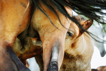 Mare feeding a young foal. Foal drinking milk from her mom