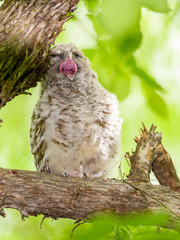 Barred Owl ( Owlet ) Sitting on Tree Branch and Yawning 