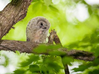 Barred Owl ( owlet )Perched in Tree and Scratching its Beak in Spring, Portrait