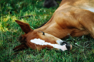 Little foal having a rest in the green grass