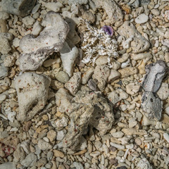 Broken corals on the beach