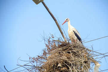 stork in the nest