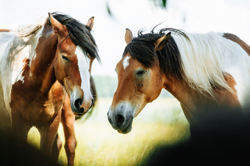 Two brown and white Pinto horses