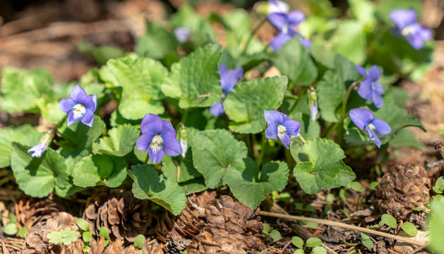 Delicate purple wildflowers. Common Blue Violet, Viola sororia sororia, is the state flower of Illinois