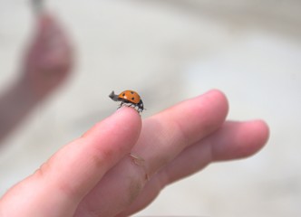 ladybug on the hand of the child