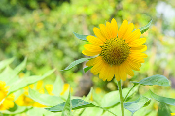 Fototapeta premium Closeup Sunflower in the garden.