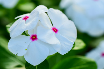 Obraz premium Closeup White Catharanthus roseus and Droplets on the flowers to see the beautiful color in the garden.