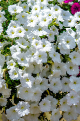 White petunias grow in the city Park 