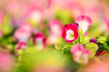 Closeup Wishbone flower, Bluewings, Torenia To see the colors and beautiful for wallpapers and backgrounds.