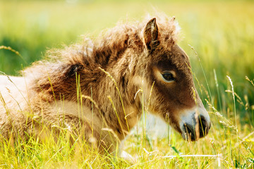 Little foal having a rest in the green grass