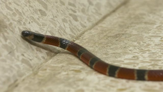 Close-up low-angle front-view still shot of a coral snake  lying still on a tile floor, Costa Rica, Central America