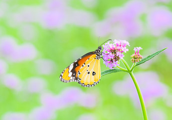 Obraz premium Closeup butterfly are looking for sweet water on flowers in the garden.