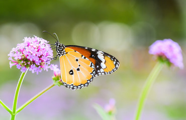 Fototapeta na wymiar Closeup butterfly are looking for sweet water on flowers in the garden.