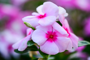 Fototapeta premium Closeup Pink Catharanthus roseus and Droplets on the flowers to see the beautiful color in the garden.