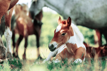 Herd of horses have a rest in the field
