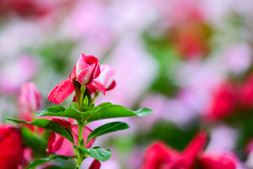 Closeup Red Catharanthus roseus and Droplets on the flowers to see the beautiful color in the garden.