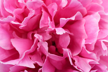 Beautiful blooming head of magenta Peony flower in close-up.