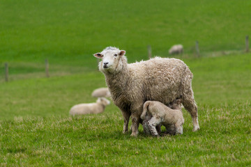 Mother sheep with lamb in a green field/pasture in the South Island of New Zealand.