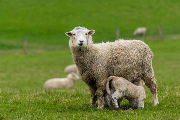 Naklejka premium Mother sheep with lamb in a green field/pasture in the South Island of New Zealand.