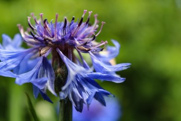 Closeup of Blue Cornflower in Garden Centaurea cyanus