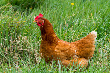 Red Shaver (aka Brown Shaver) chickens are a popular choice for beginner chicken owners. A rich, red-brown in colour, these hens consistently lay beautiful large brown eggs all year-long.